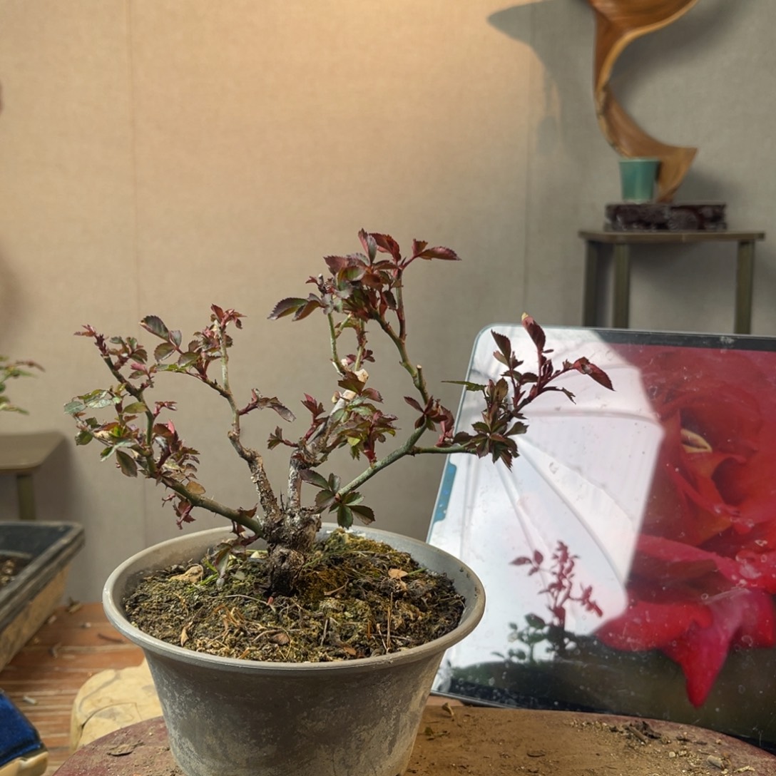 小***鸽少量花朵（建议范围：2朵-5朵 或40%以下）