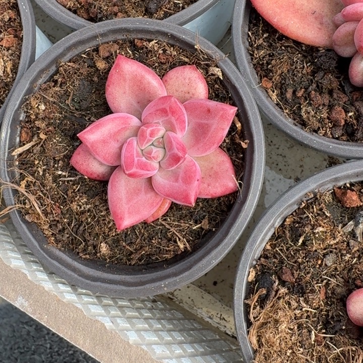 赫菲斯托 单头  一物一拍