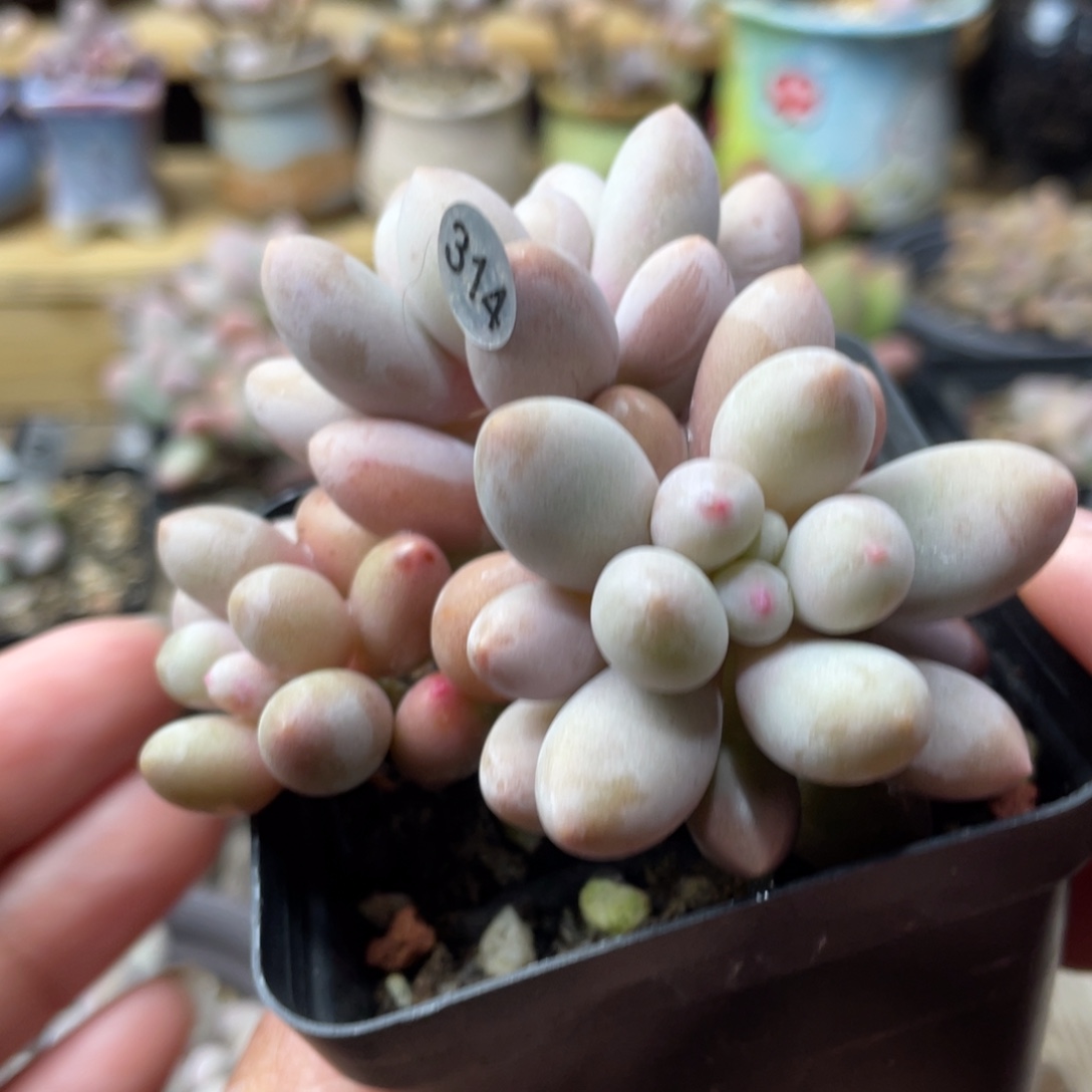 仙子奶酪多肉植物