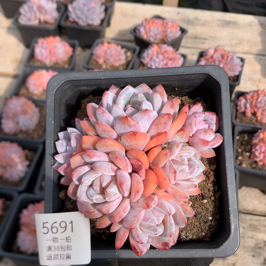 10厘米六头有砍雪天使 5691