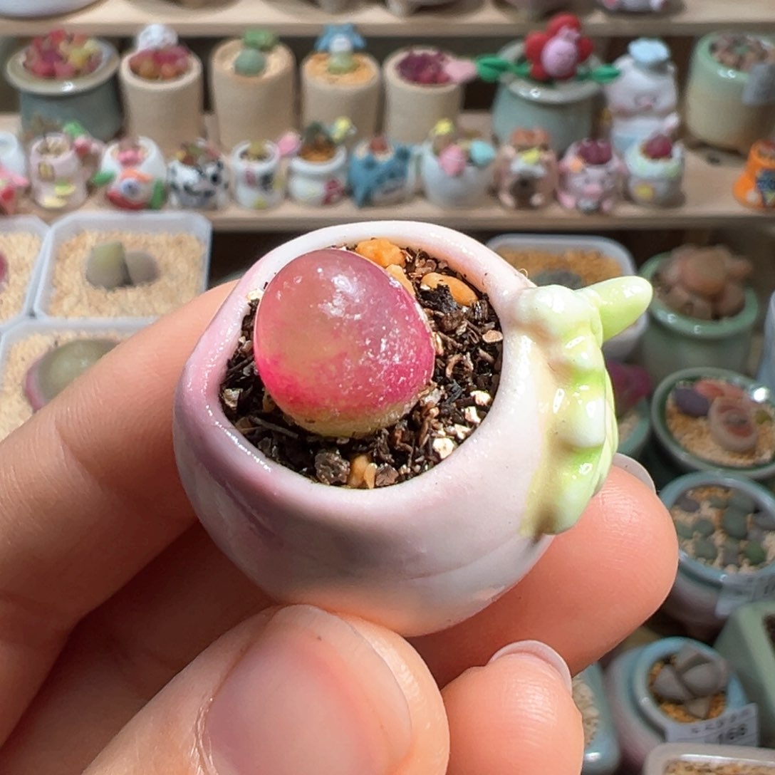 多肉植物178号拇指盆