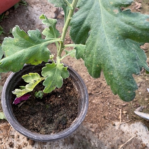 完全开放兼六香编号3