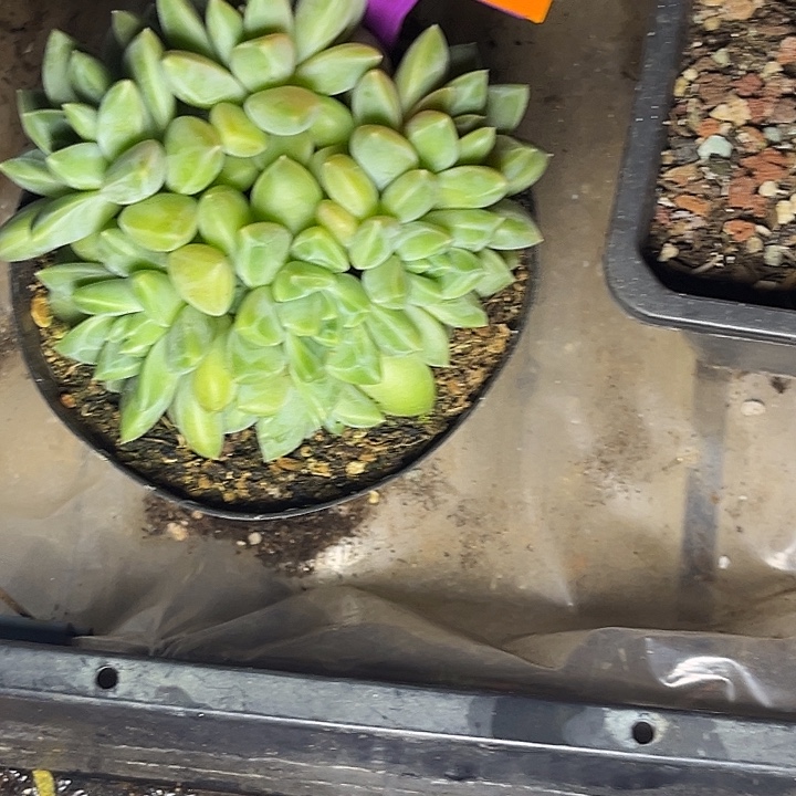 多肉植物雨花石419