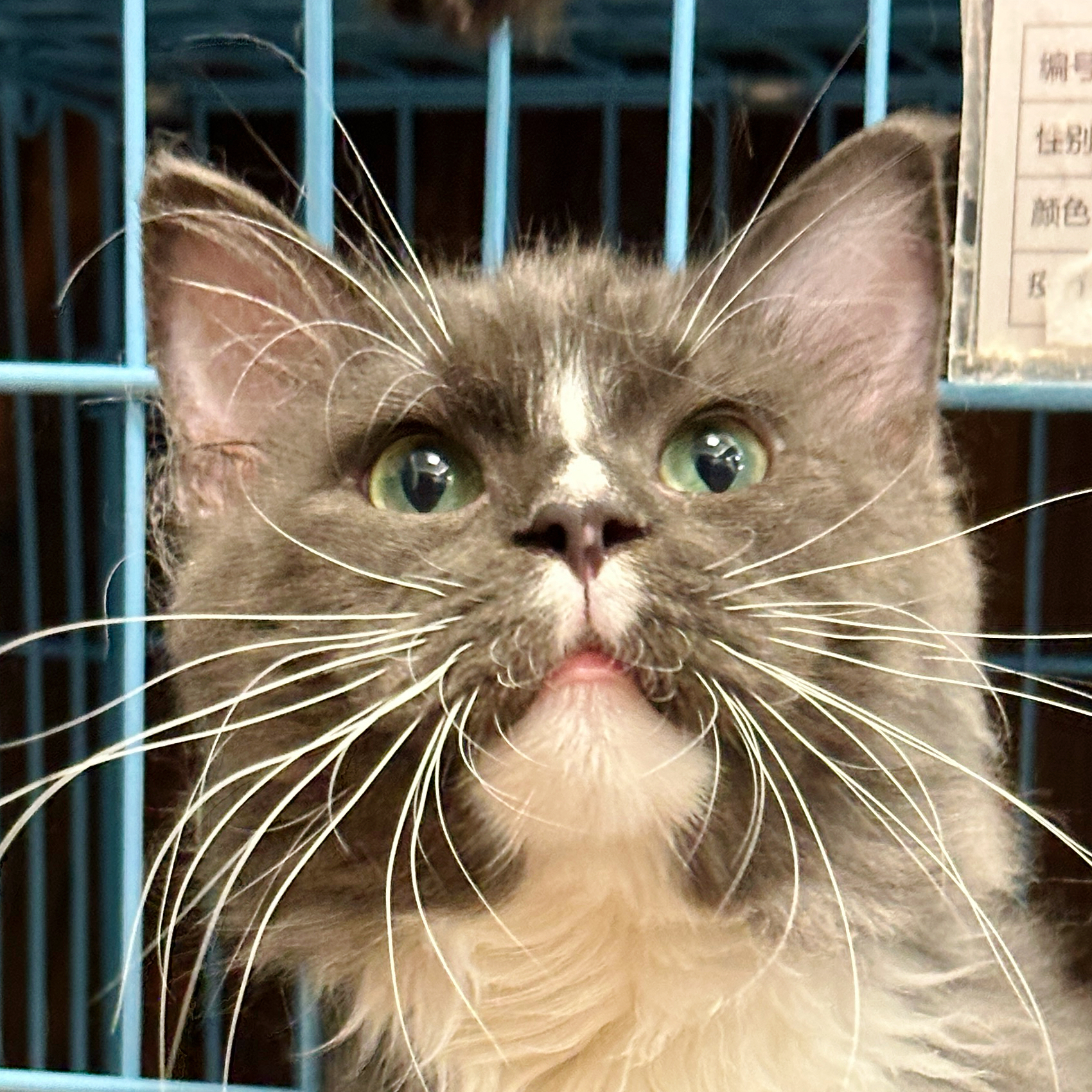 来了姊妹-蓝白缅因猫-弟弟-48