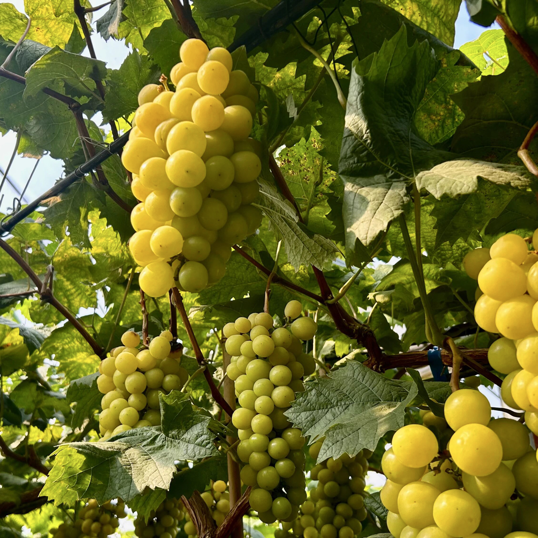 【尝鲜装】：彭山村阳光玫瑰现摘五斤装，脆甜无籽