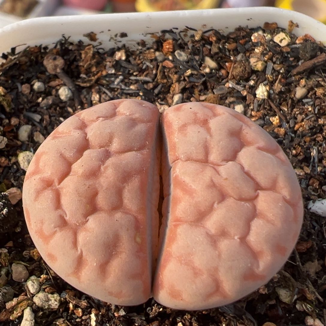 84多肉植物百科知识