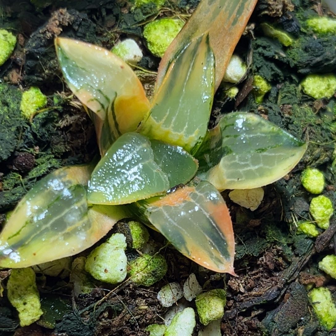 恭喜发财大吉大利799