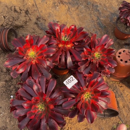 美杜莎5棵3号棚402