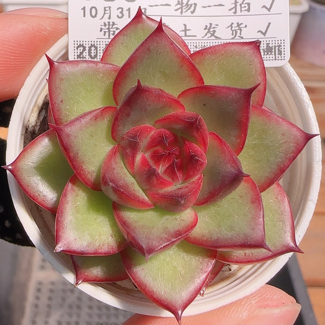 多肉1031--163福利