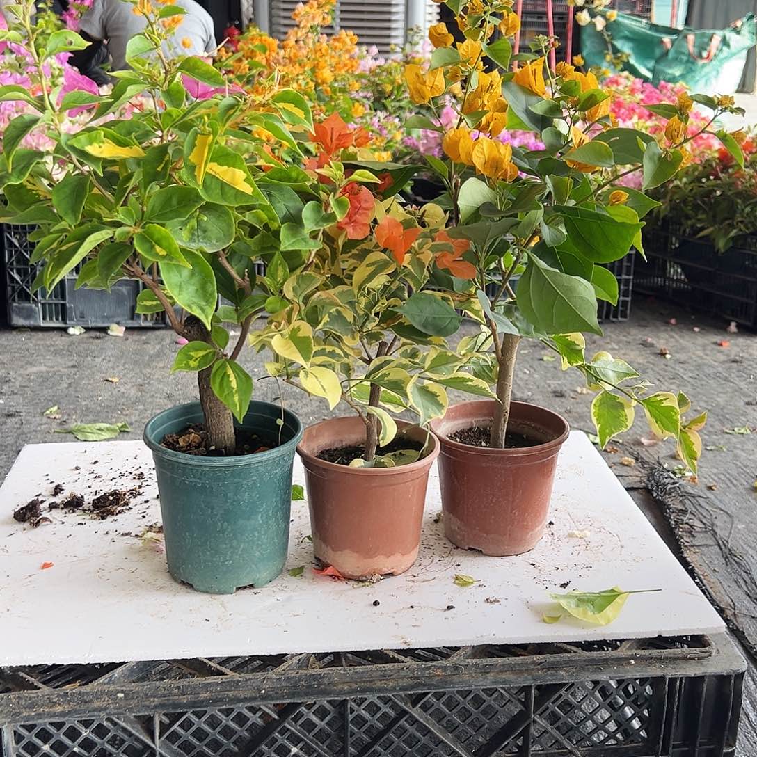 大部分花苞少量开放金心双色，橙冰，加黄组合