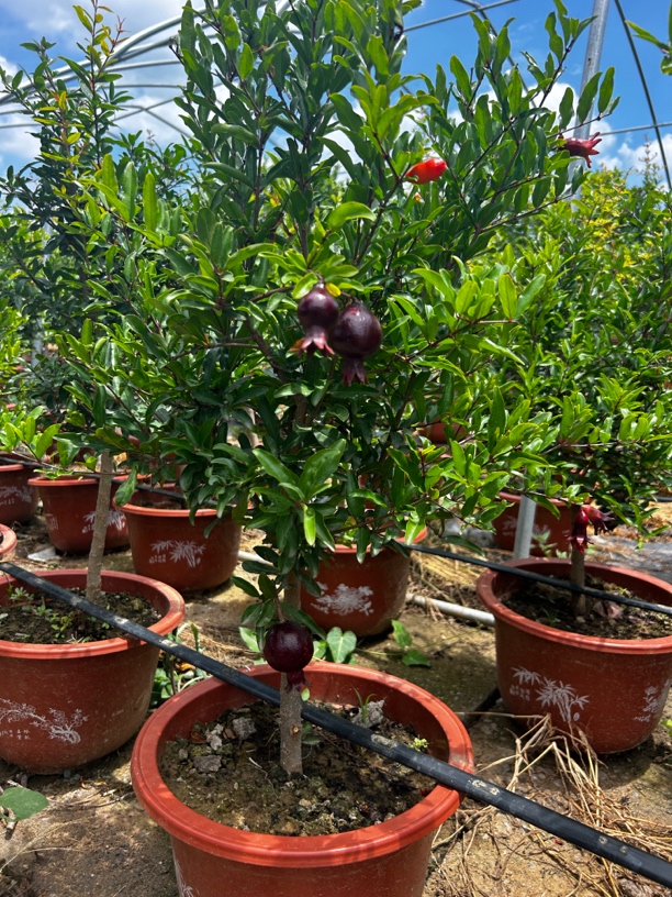 79紫玉花园植物绿植室内外