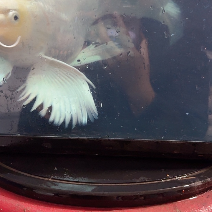 S***T蝴蝶鲤鱼蝴蝶鲤包邮110