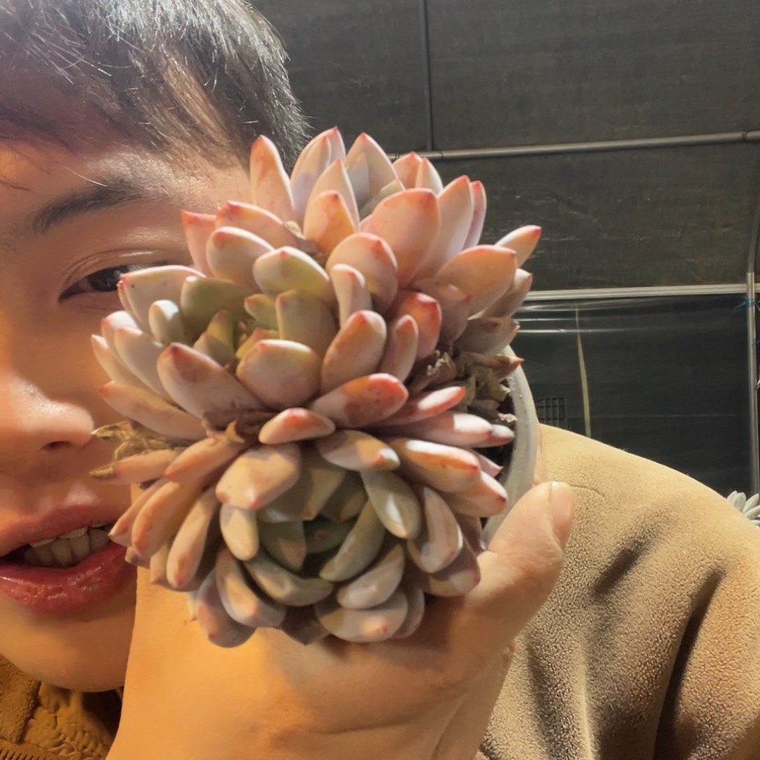 梦露满20包邮脱土发货