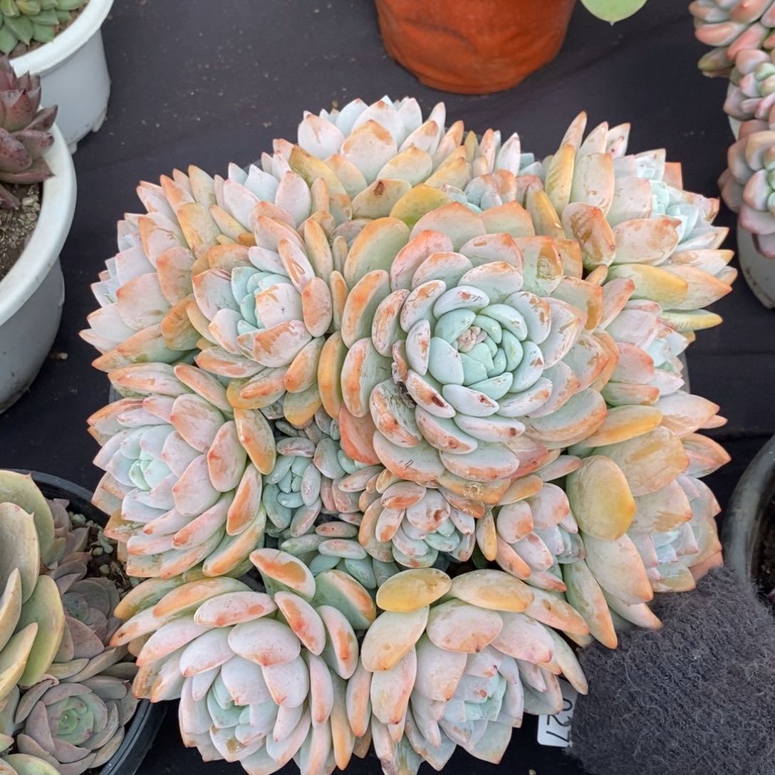 两单包邮1207-27冷香