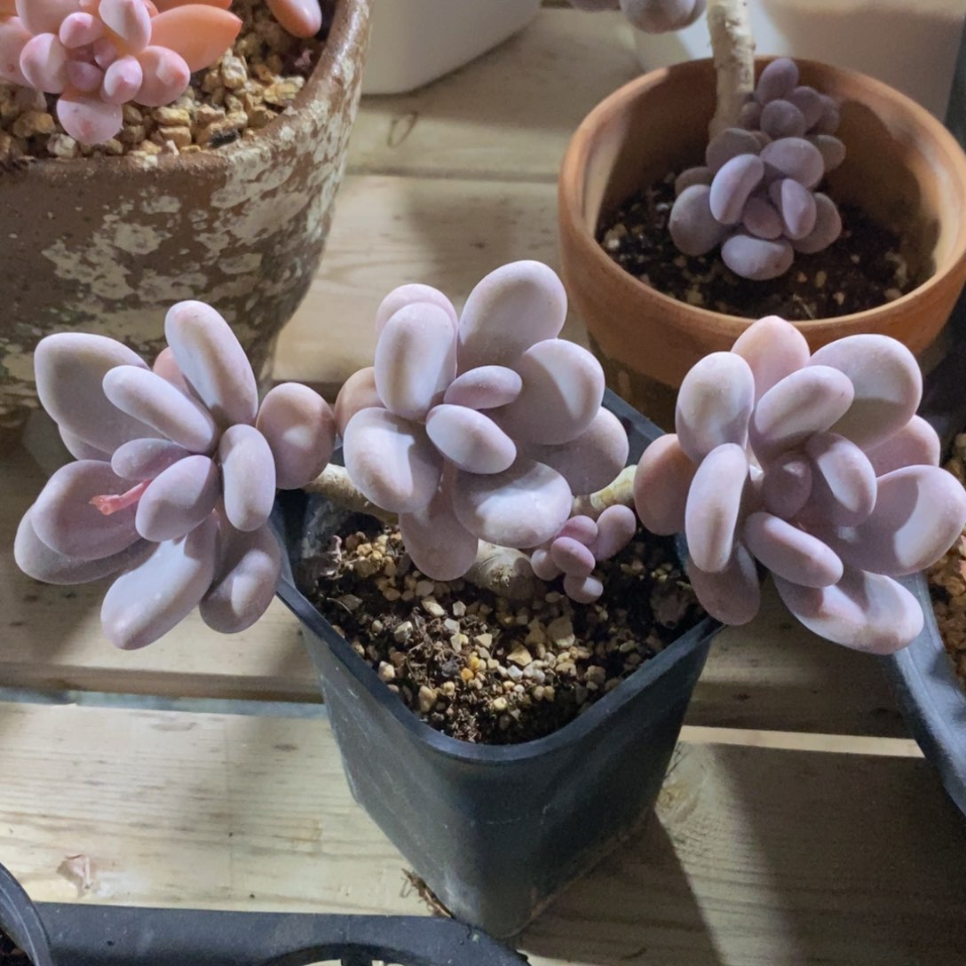 可问主播品种，下滑链接更多品种多肉选择