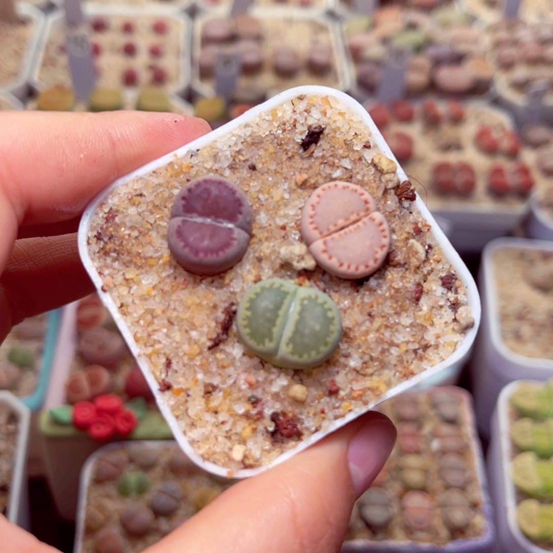 537号带盆包邮发货