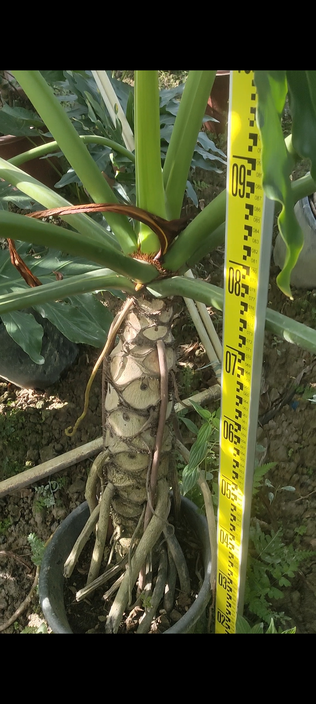 龙鳞老桩十年春羽大型绿植盆栽室内室外一物一拍所见所得观叶观桩
