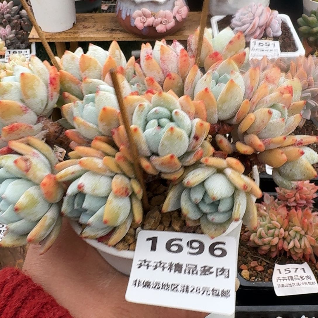 1696一物一拍（满28包邮）断头