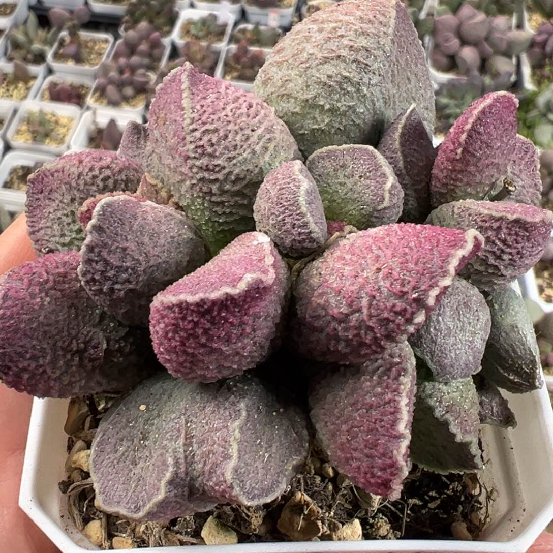 特价满盆哈莫猪肝老桩多肉植物