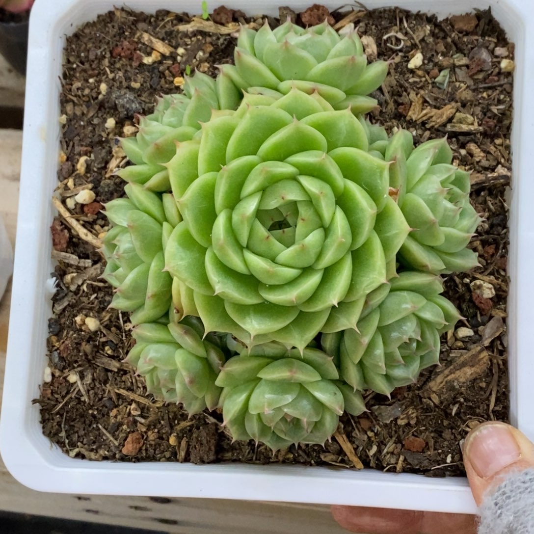  精品多肉一物一拍不包整120