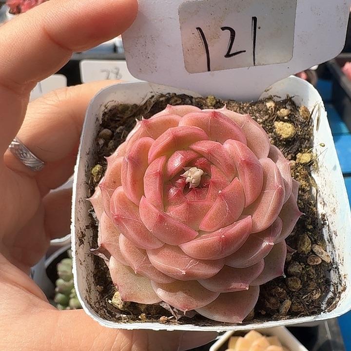 杂交多肉植物121