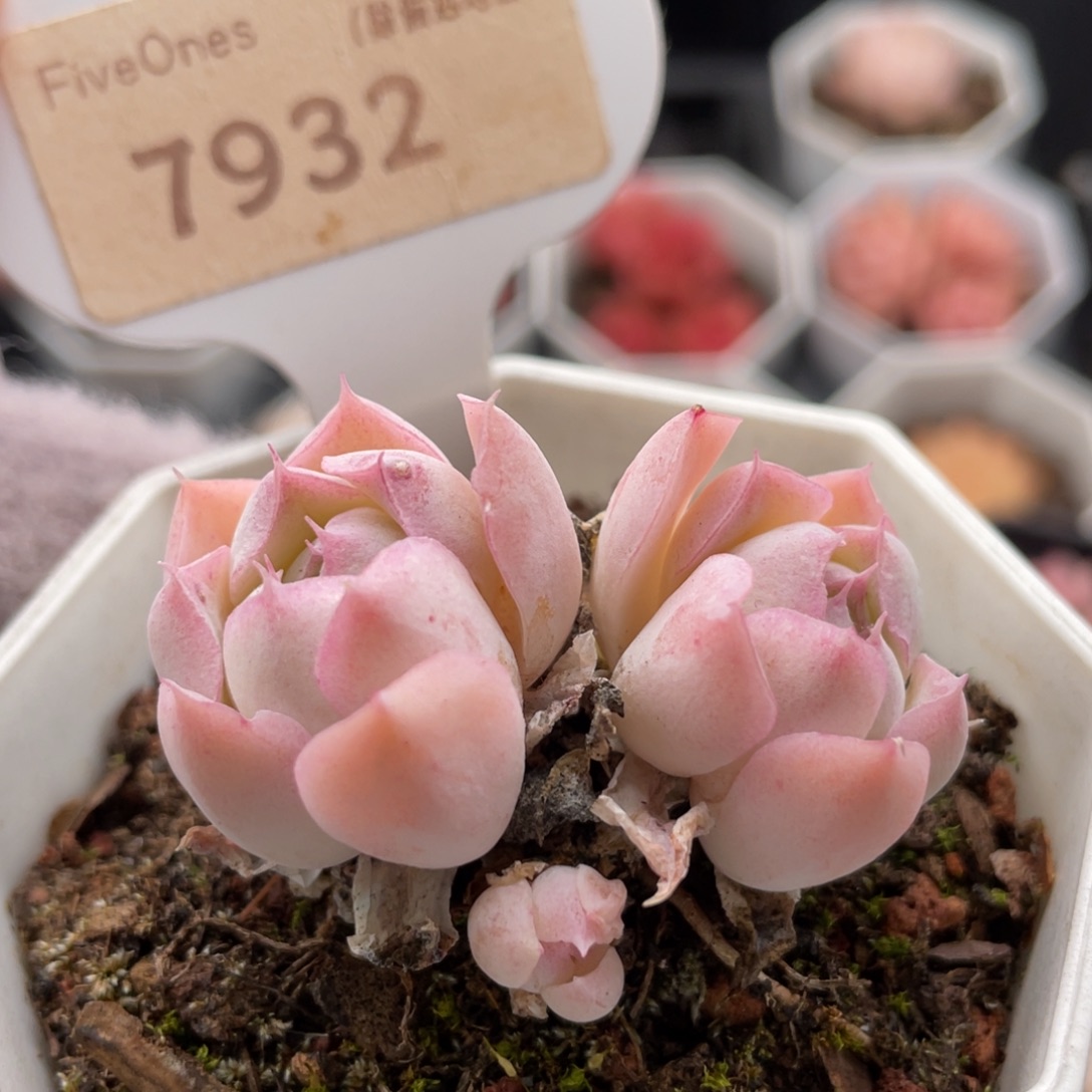 沁心7932-4.5厘米