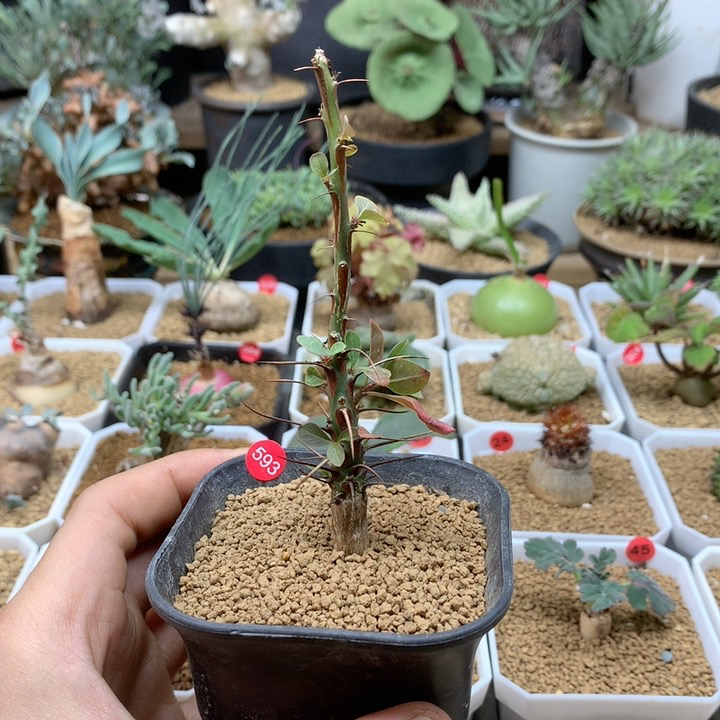 簇生富贵花实生带盆593