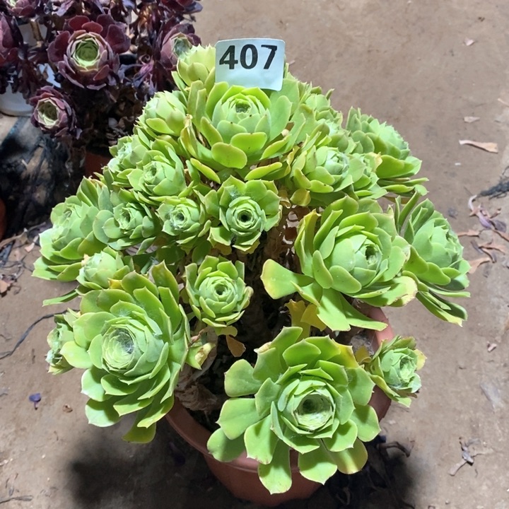 法师植物一物一拍407