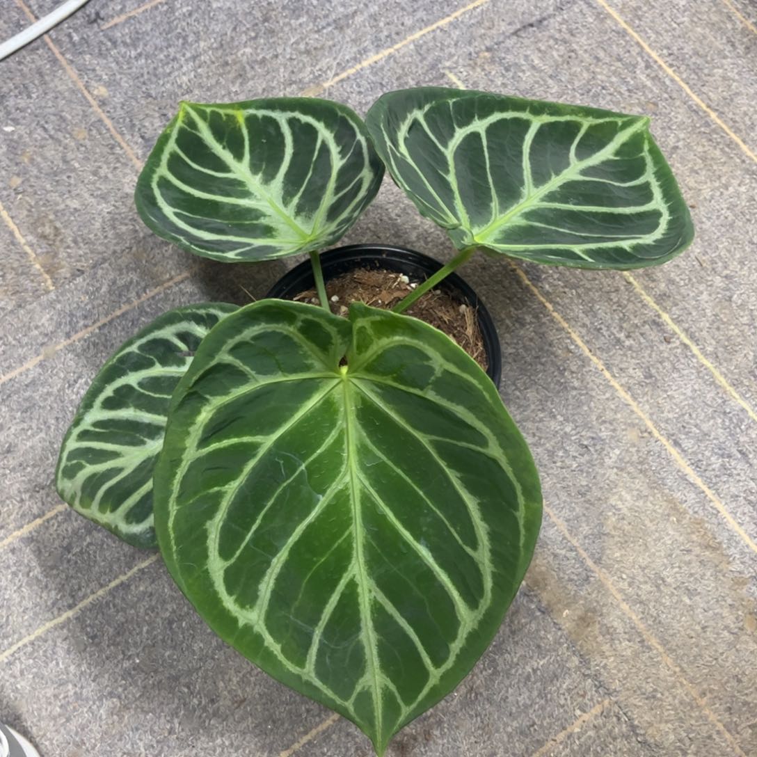 无花朵铜锣烧一物一拍