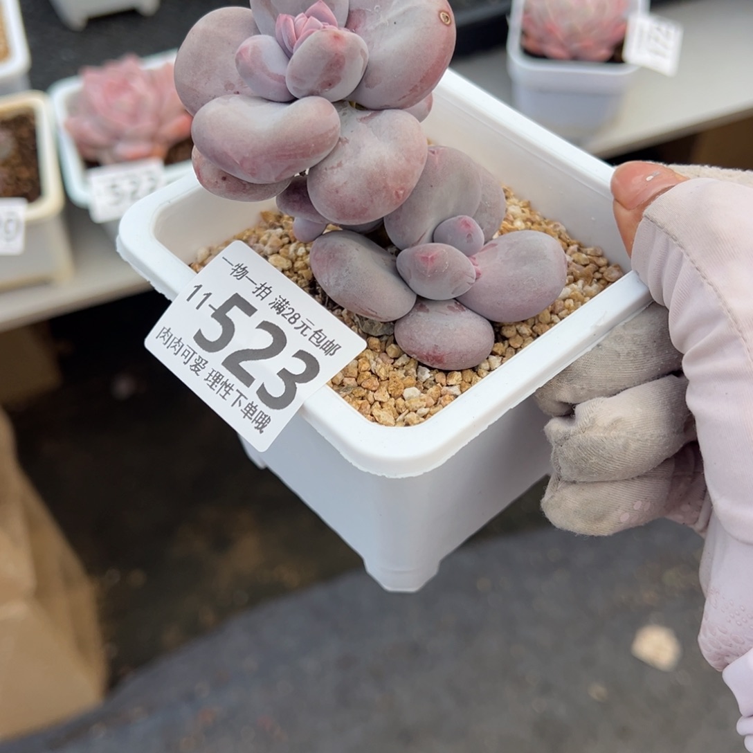 大叶奶多肉多多肉多肉