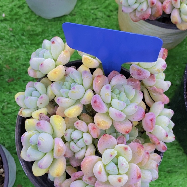 开心多肉植物多肉