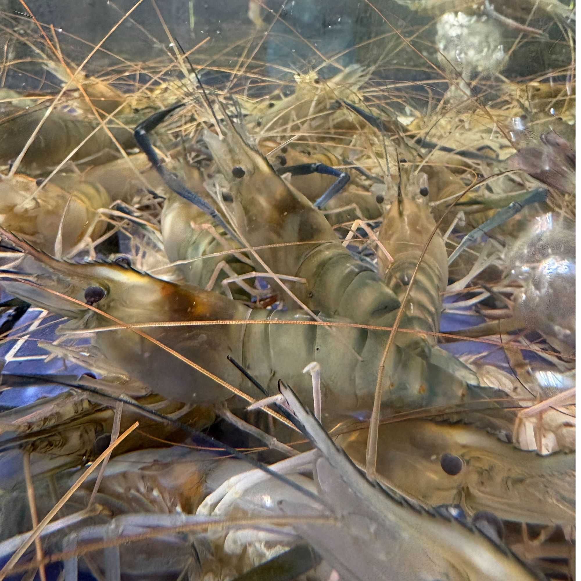 今日断氧罗氏虾2斤