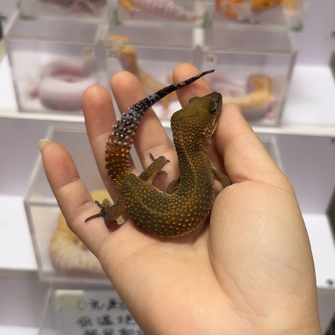 豹纹守宫豹纹守宫