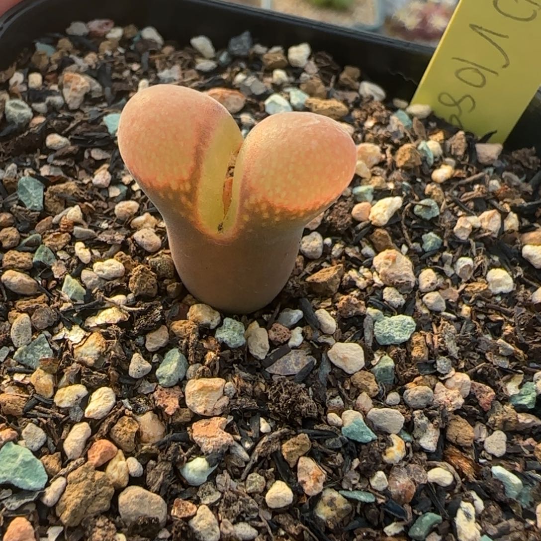 起***字多肉鲑鱼粉母本漏16号