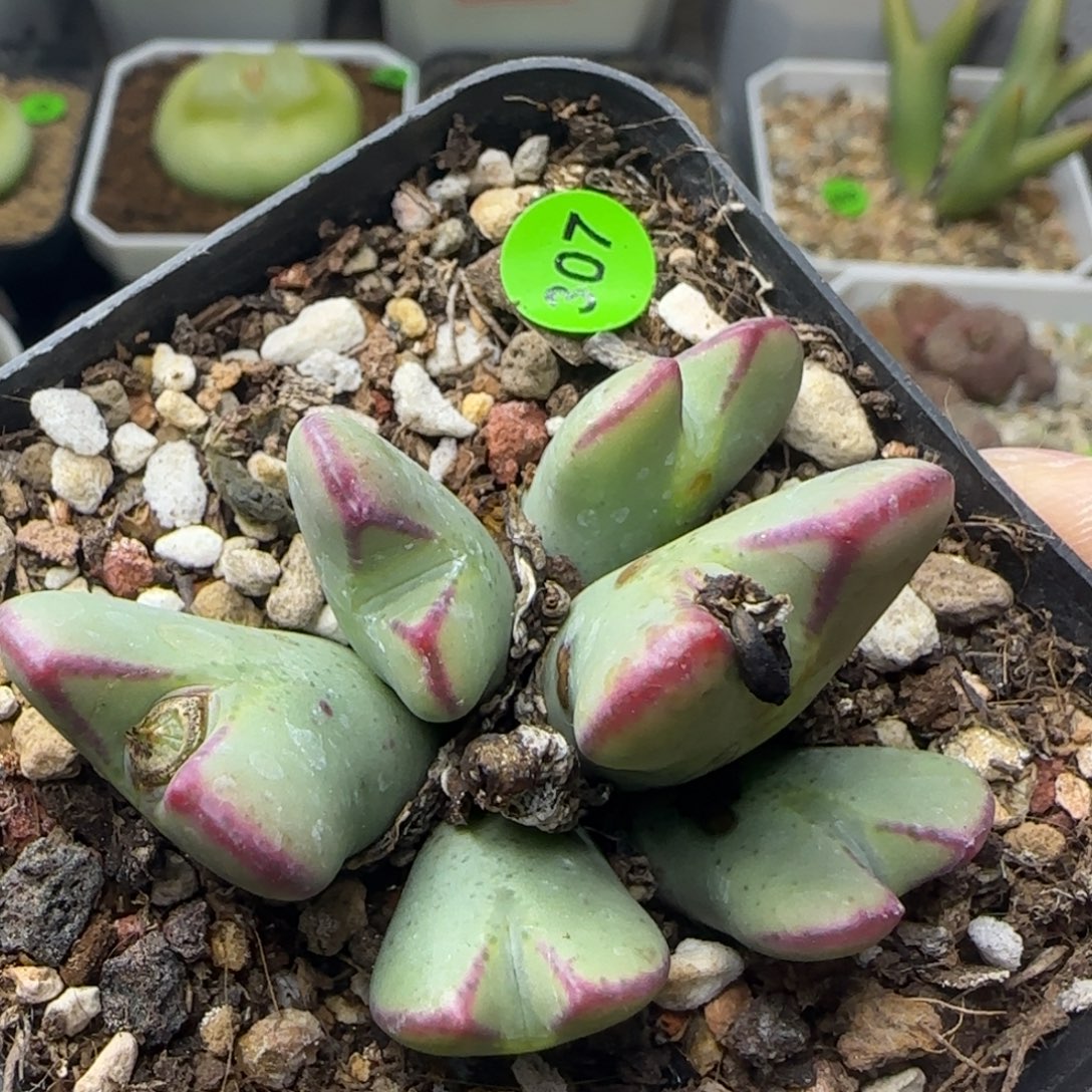 粗纹少将杂交多肉307