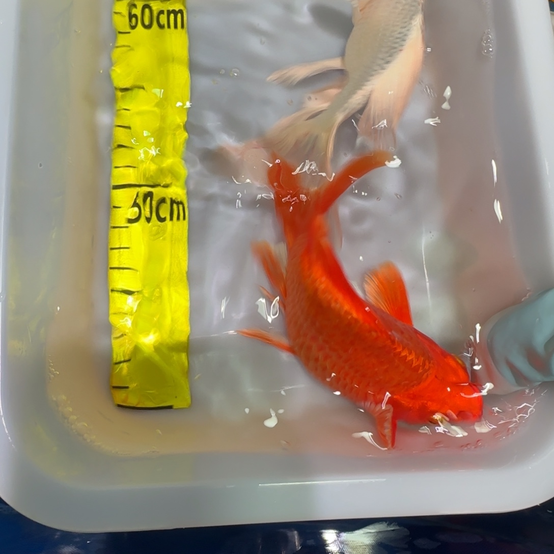 中国大陆蝴蝶鲤两条一红一白