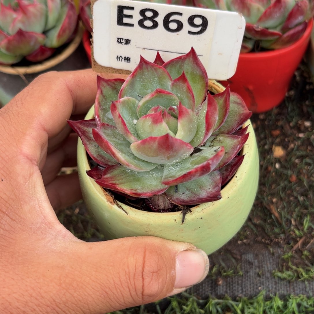 A***I惊鸿一瞥869号多肉