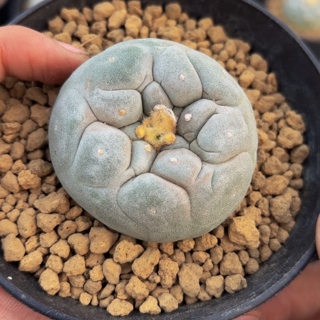 G g g g g g g g 301