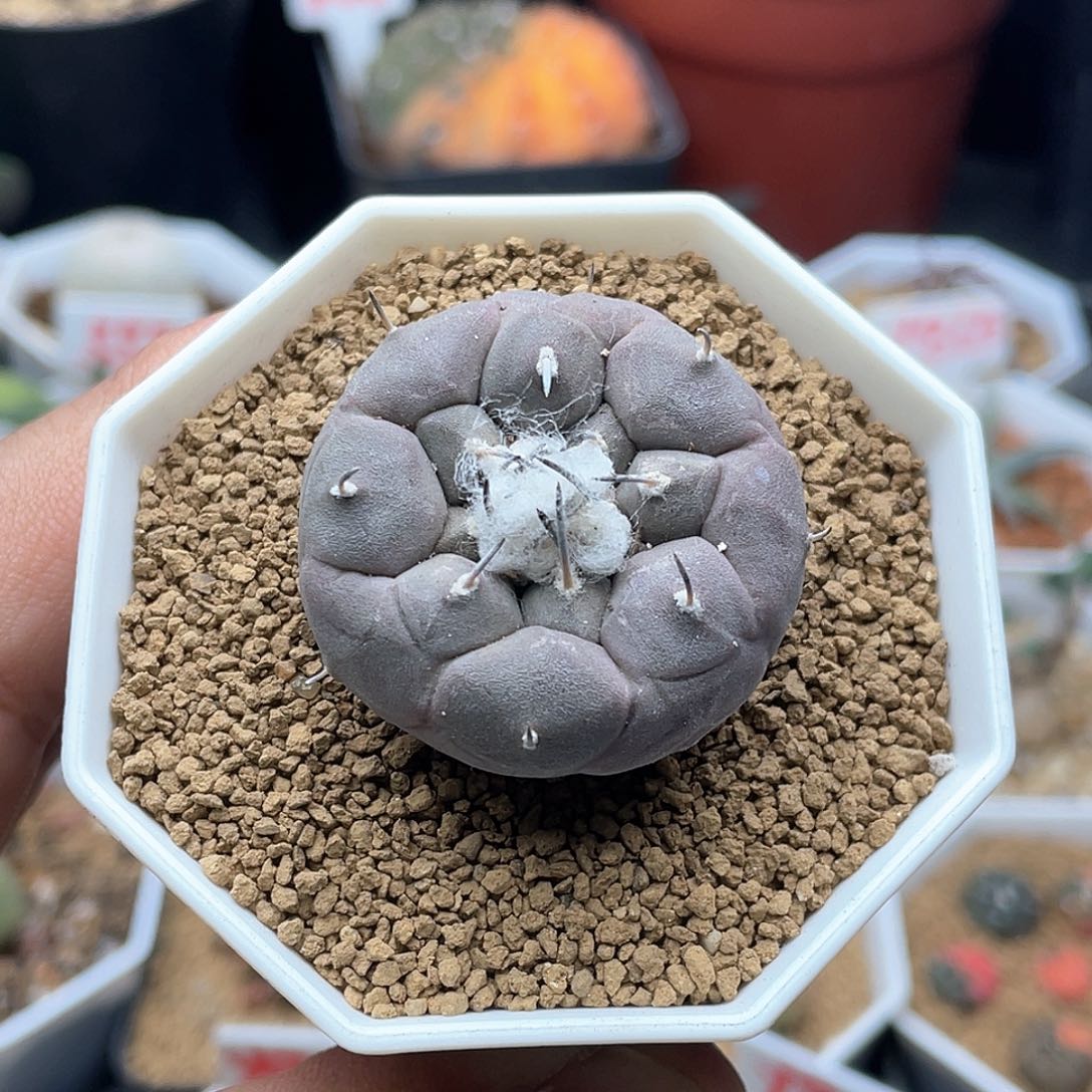 实生紫肌雪顶东云娇丽仙人球