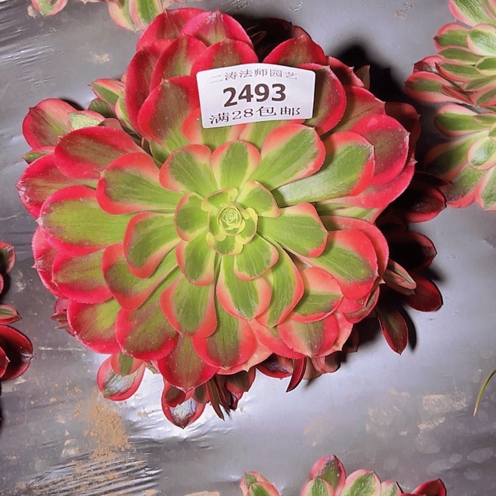 2493红女郎多肉植物2号