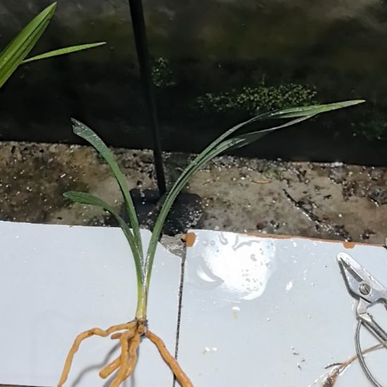 完全开放学林荷引种
