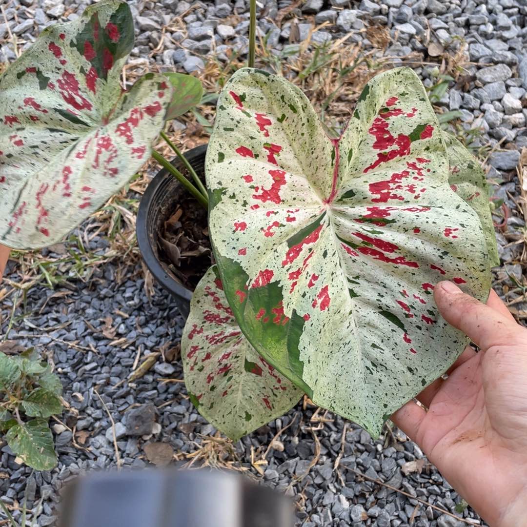 无花朵D257天空之镜