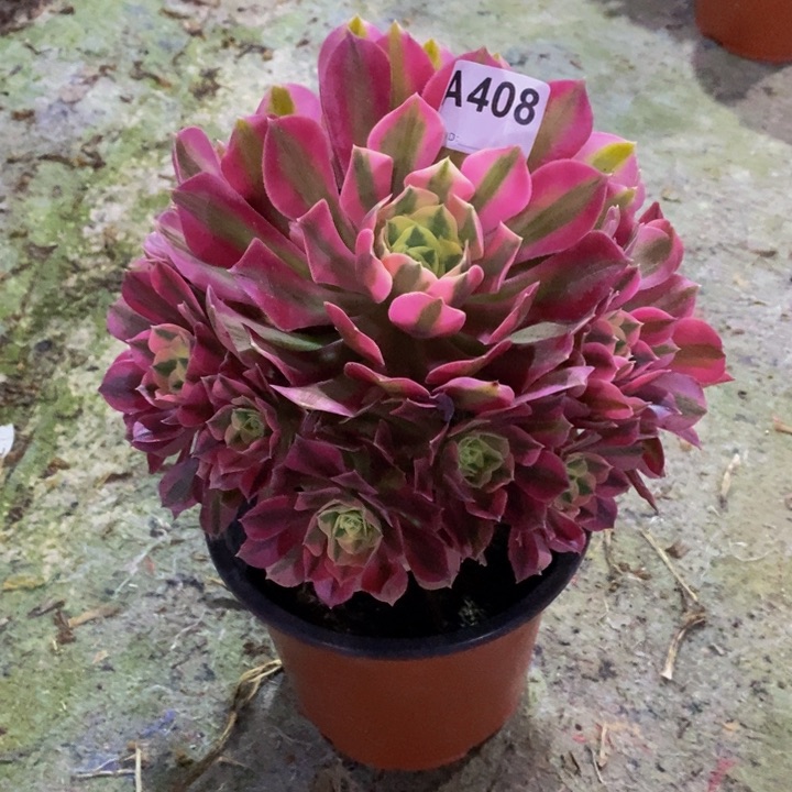 女巫多肉植物408