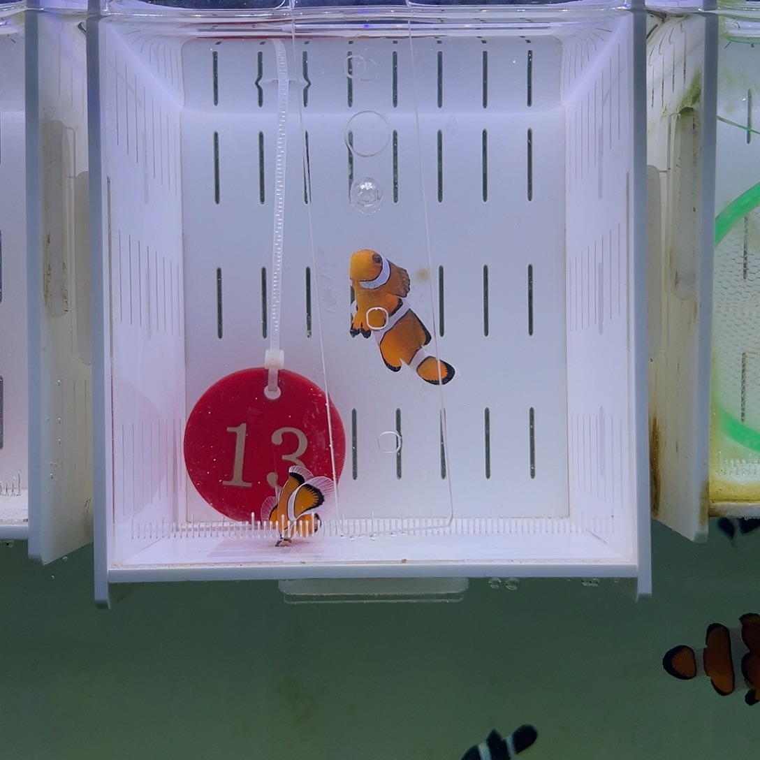 海水鱼黑边公子小丑