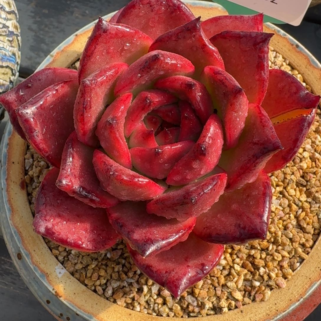 从前慢多肉精选编号1226.82