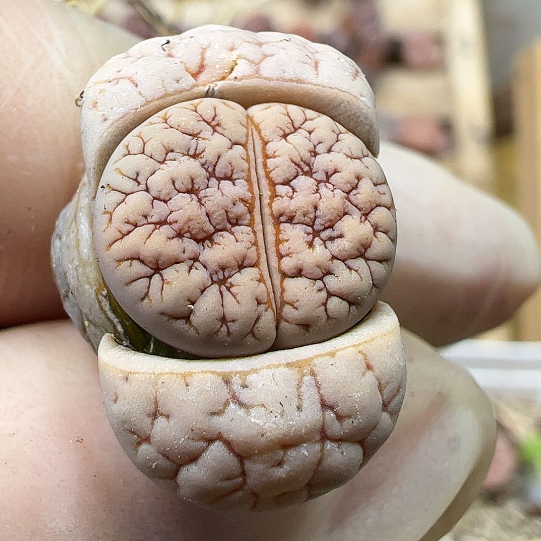 荒玉优选………………………………