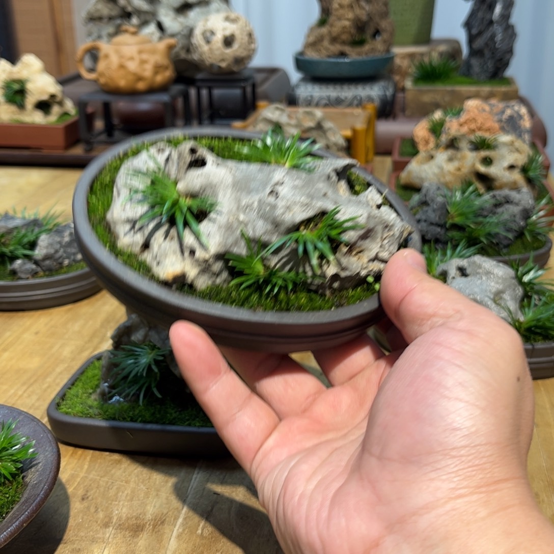 木***飞紫砂花盆➕附石菖蒲