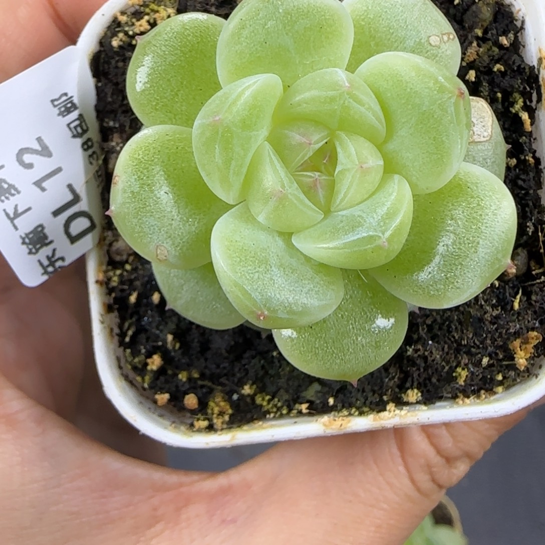 12东篱下多肉植物哈哈哈哈