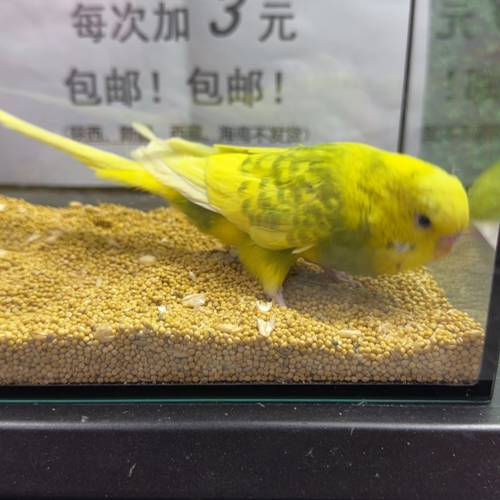 虎皮鹦鹉大头虎皮鹦鹉