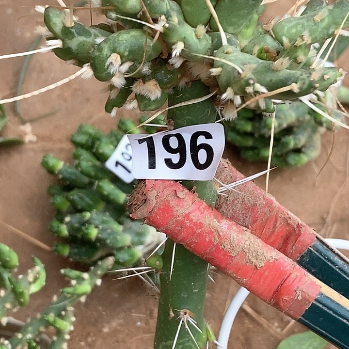 茗***上印家兵帽196一颗包邮